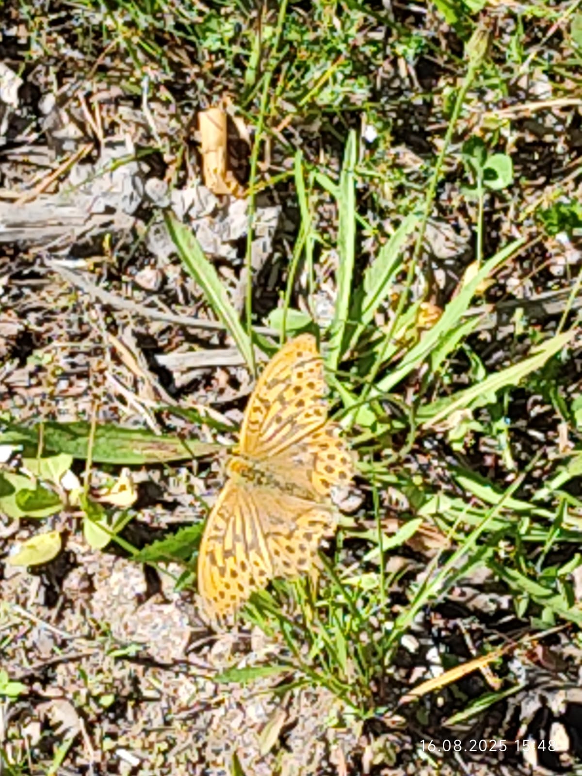 IMG-20250818-WA0001